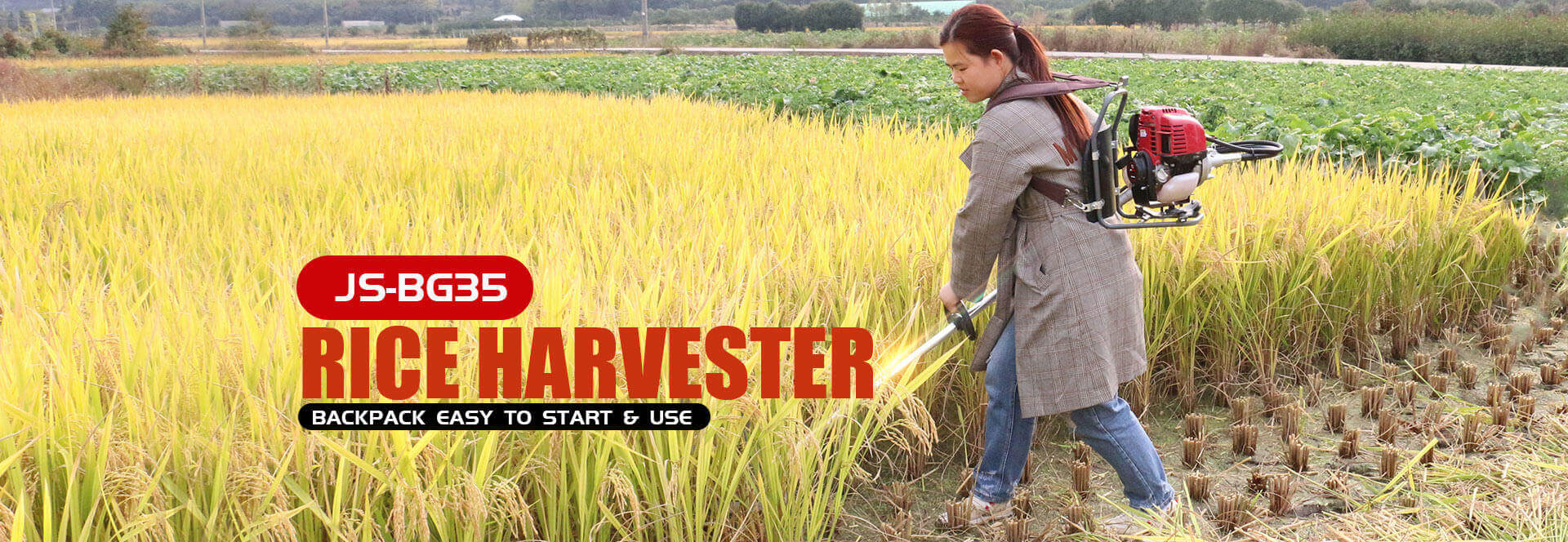 Lady carrying red harvester harvesting yellow ripe rice